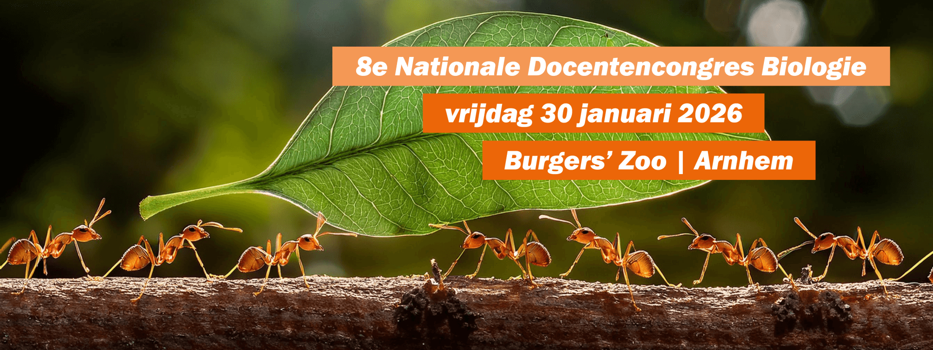 8e Nationale Docentencongres Biologie cover image